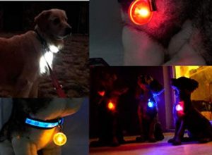 dogs wearing led collar lights